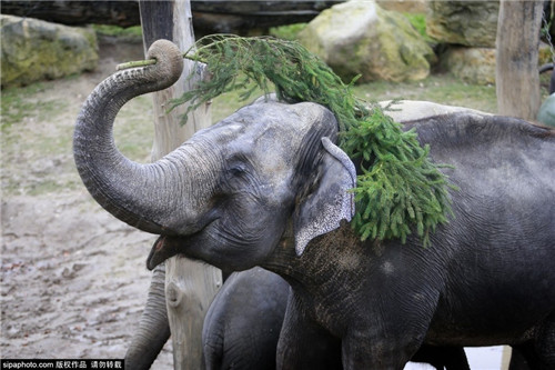 320名圣诞老人集体冲浪？八一八圣诞节奇闻趣事