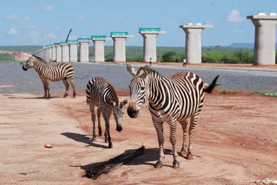 肯尼亚总统高度赞赏，乞力马扎罗山下3499拉斯维加斯线路绿闪灼